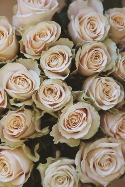 A close-up view of a bouquet of fresh pale pink roses with tightly coiled petals, arranged in a dense cluster. The roses are displayed on a dark background, highlighting their soft coloration and velv