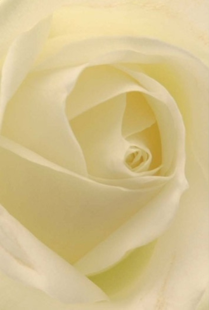 Viewed at close quarters, this classic white rose becomes a study in tranquility and refinement-an emblem of the sophisticated floral design Cambridge Heath Florist is known for. Each petal blends gently into the next, creamy whites and subtle greys overlapping in an intricate spiral that seems to glow with an inner light, much like a fresh morning pouring into a café near Broadway Market. The texture is that of pure velvet-inviting, soft, cool beneath the hand-and the bloom's near-perfect symmetry radiates purity and resilience. As the eye follows the gentle contours into the heart of the rose, subtle shadows hint at dimensions unspoken, drawing forth emotions of hope, peacefulness, and sincerity. Such a rose, with its understated magnificence, is an ideal gesture for life's more delicate moments: a heartfelt apology, a romantic evening in a quiet Cambridge Heath flat, or lending calm decorum to a wedding or remembrance service. The overall impression is one of clean grace-the sort of bloom whose fragrance, if only faintly sensed, seems to clear the air and soothe the spirit.